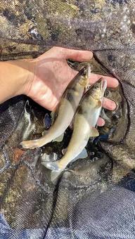 鮎 鮎,鮎釣り,魚の写真素材