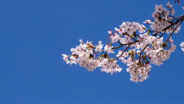春の桜と青空の風景　コピースペースあり 桜,春,青空の写真素材
