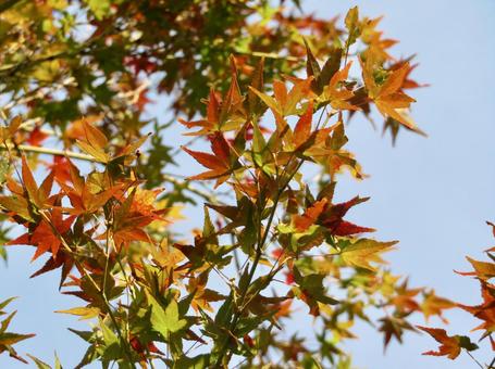紅葉 紅葉の写真