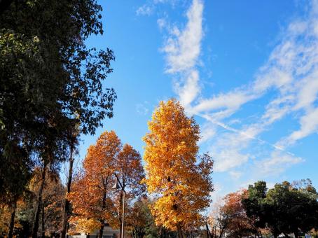 秋の水元公園・木々の紅葉（東京都葛飾区） 秋,水元公園,紅葉の写真素材