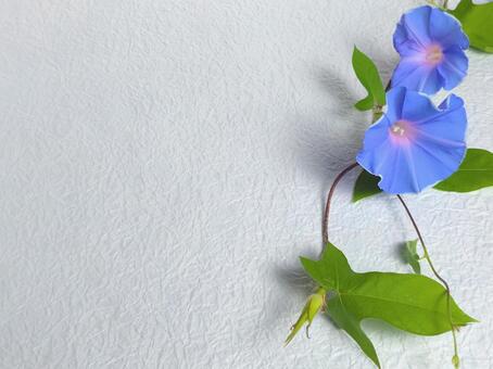 涼しげな朝顔の花(生花)背景和紙9 和紙,朝顔,夏の写真素材