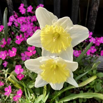 花★ラッパスイセンの写真