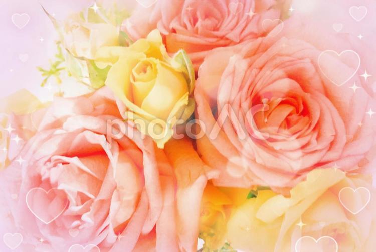 薔薇の花のカード(生花) 薔薇,ローズ,カードの写真素材