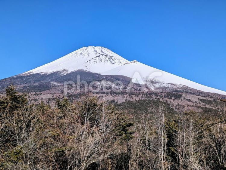冬木広がる腰切塚の風景 富士山,宝永山,世界遺産の写真素材