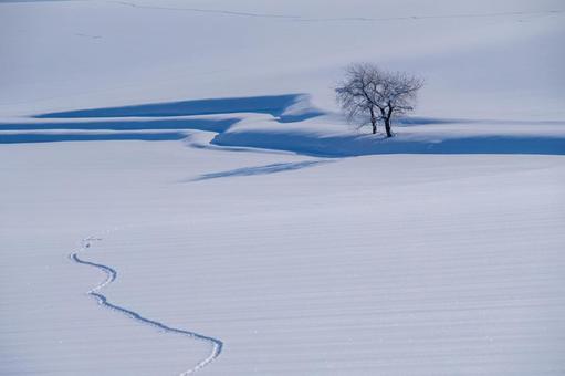 雪原に描かれた軌跡と影、孤高の樹の造形美 樹木,雪原,影の写真素材