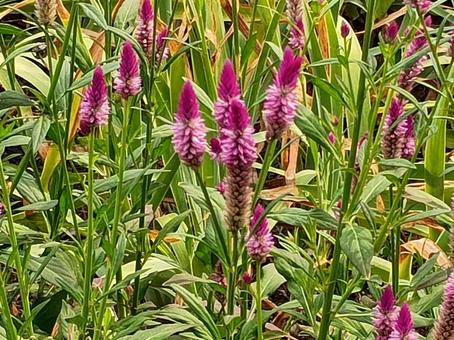 ノゲイトウの花 ノゲイトウの花の写真