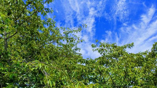 青空と緑の木々-21 青空と緑の木々-21の写真