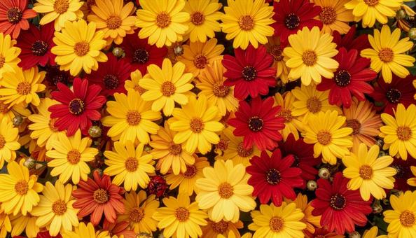 花を寄せ集めた鮮やかな背景写真素材 花を寄せ集めた鮮やかな背景写真素材の写真