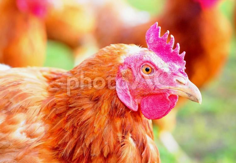 とさかのあるニワトリ地鶏チキン鶏舎養鶏場 とさか,地鶏,鶏の写真素材