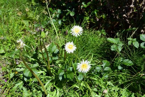 白いタンポポ タンポポ,花,シロバナタンポポの写真素材