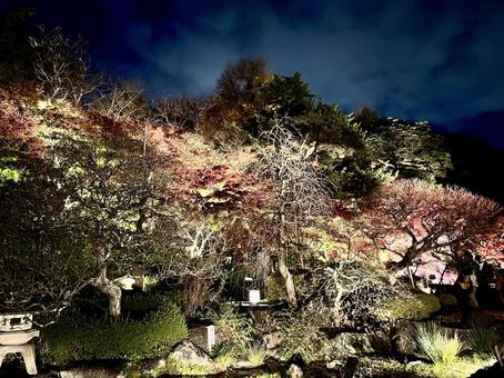 池に映る夜の紅葉 池に映る夜の紅葉の写真