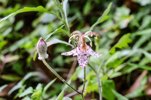 ヤマホトトギスの花 ヤマホトトギスの花の写真