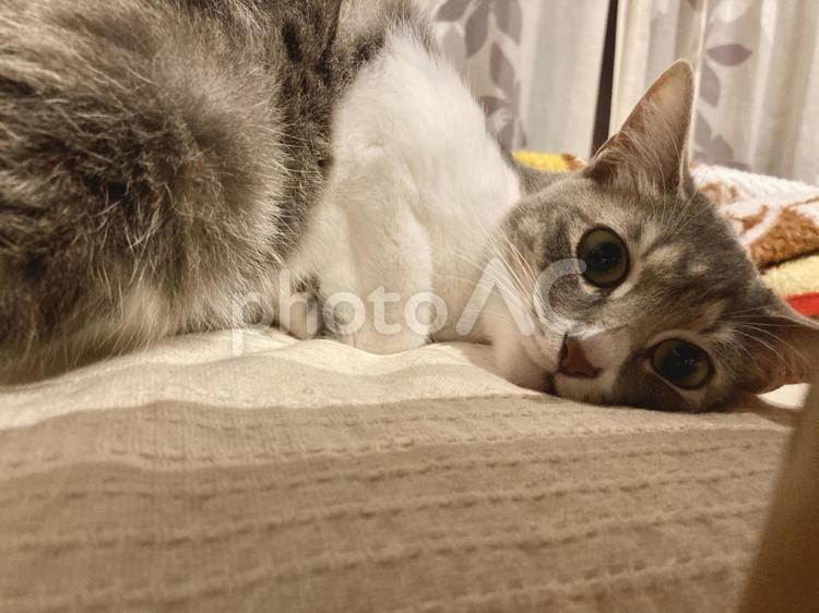 寝転び黒目大きく見つめる猫 猫,ねこ,ネコの写真素材