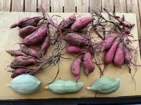 採れたてのサツマイモ 採れたてのサツマイモ サツマイモ,野菜,採れたての写真素材