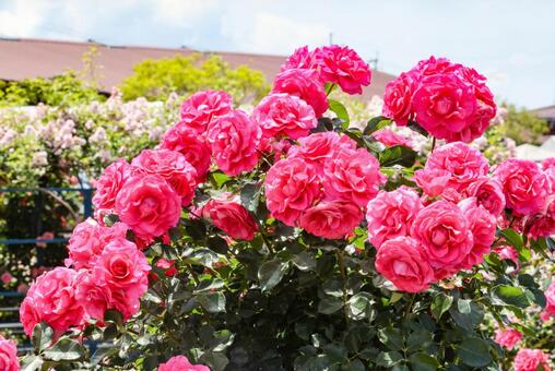満開の赤いバラ 花,バラ,薔薇の写真素材