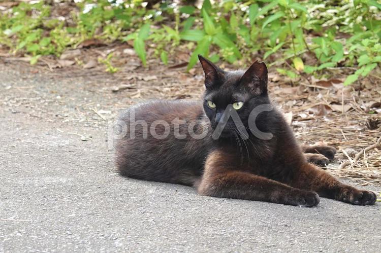 美しい黒猫 ネコ,のらねこ,動物の写真素材