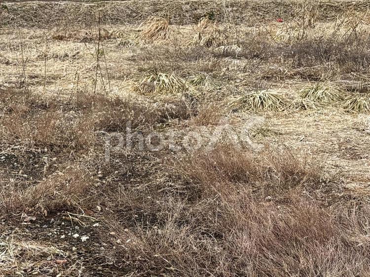 枯草の素材 枯草,素材,テクスチャの写真素材