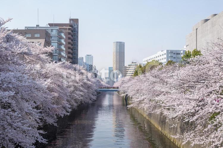 目黒川の桜 桜,目黒川,桜まつりの写真素材