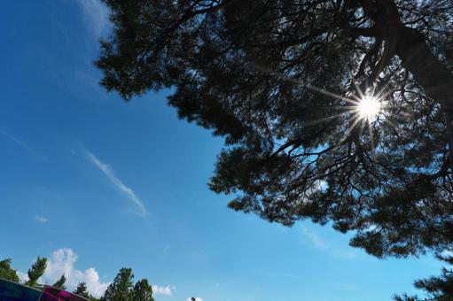 木陰から見上げる青空 木陰から見上げる青空 木陰,木漏れ日,光条の写真素材