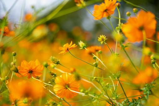 東京都 昭和記念公園に咲くコスモス 東京都 昭和記念公園に咲くコスモス 植物,花,コスモス畑の写真素材