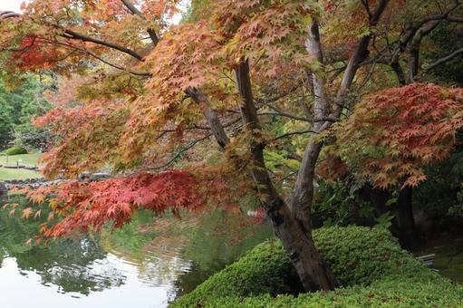 日本庭園 秋 日本庭園 秋の写真