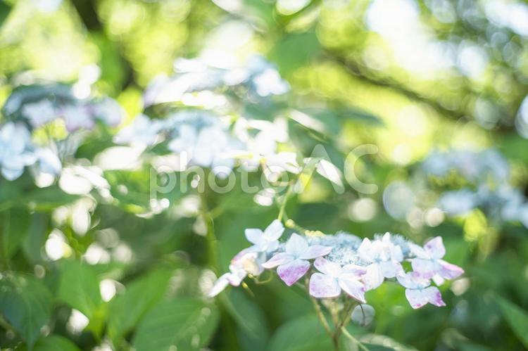 水色とピンクの紫陽花、緑の葉の玉ボケ 紫陽花,梅雨,花の写真素材