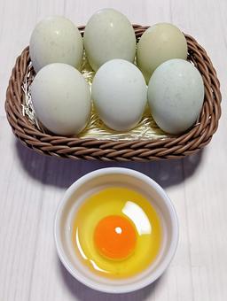 アローカナ アローカナの写真