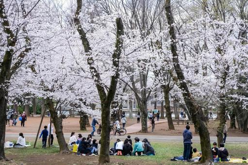 別所沼公園の桜 別所沼公園の桜の写真