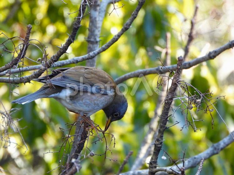 木の実を食べに来たシロハラ シロハラ,鳥,鳥類の写真素材