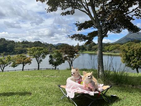 犬と公園でピクニック 犬とピクニック,犬とキャンプ,ドッグコットの写真素材
