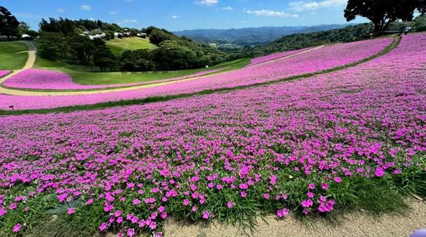 お花畑 お花畑 お花畑,綺麗,緑の写真素材
