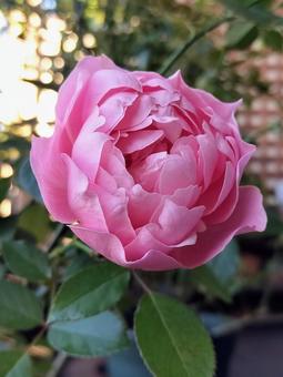 ベランダのバラ・ローブデコルテ バラ,薔薇,ローブデコルテの写真素材