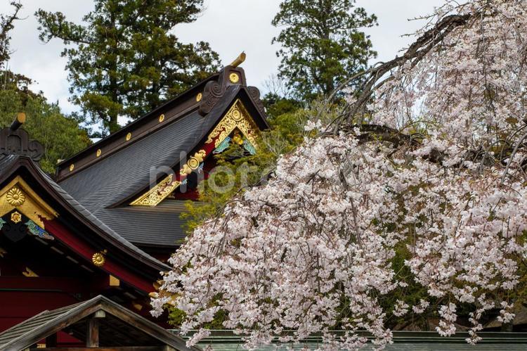 塩釜神社の桜(22) 塩釜神社,陸奥国一宮,重要文化財の写真素材