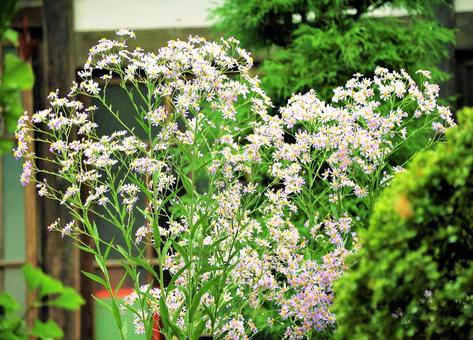白い花 白い花 花,白い,緑の写真素材