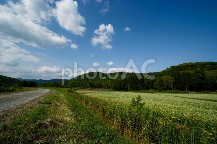 江丹別の夏を撮る 江丹別,北海道,自然の写真素材