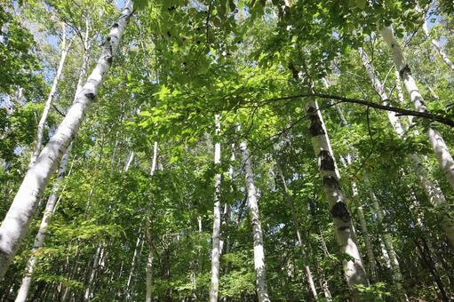 こもれ陽感じる緑の白樺の森 こもれ陽,感じる,緑の写真素材