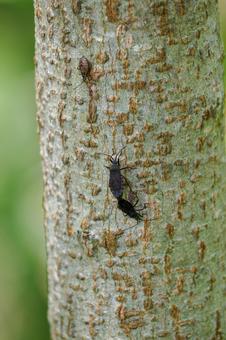Photo, insect, large-headed stink bug, creatures, 