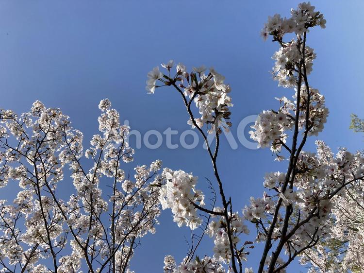 青空と満開の桜 満開,桜,ピンク色の写真素材