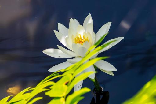 Water Lily (74), JPG