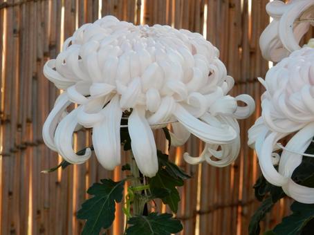 【風景写真】福山菊花展覧会の風景 キク,菊,菊花展の写真素材