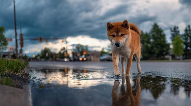 水たまりに映る柴犬・雨上がり・日本犬 水たまりに映る柴犬・雨上がり・日本犬の写真