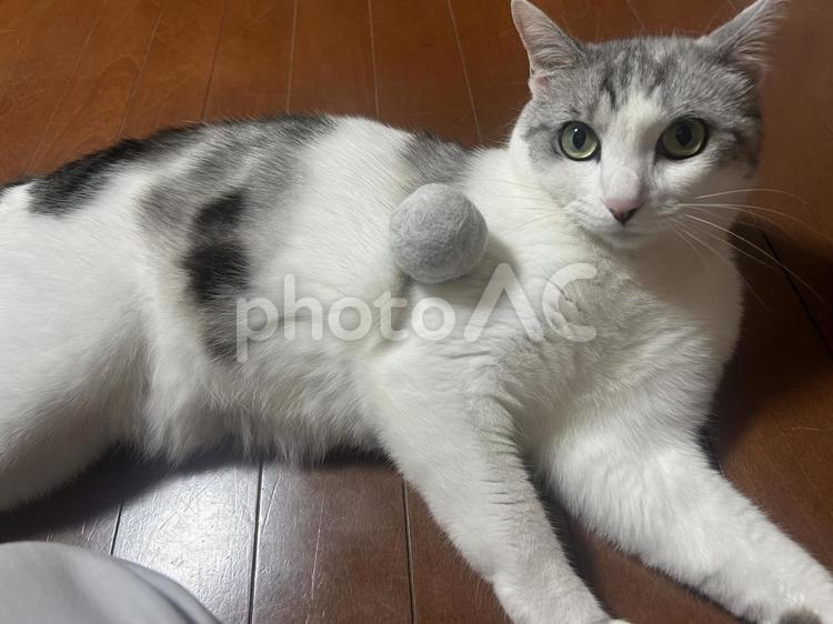 毛玉を乗せる猫 ペット,猫,ネコの写真素材