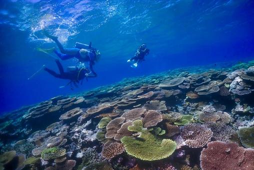 沖縄・西表島 青い海とダイバーと珊瑚礁 沖縄・西表島 青い海とダイバーと珊瑚礁 スキューバダイビング,珊瑚礁,ダイバーの写真素材