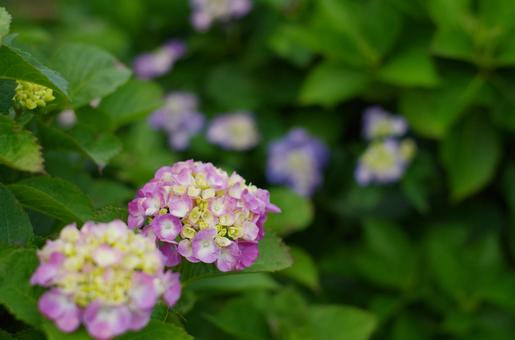 色とりどりの花手水、梅雨のアジサイ 色とりどりの花手水、梅雨のアジサイ アジサイ,紫陽花,ピンクの写真素材