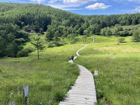 入笠山の入笠湿原風景 入笠山の入笠湿原風景の写真