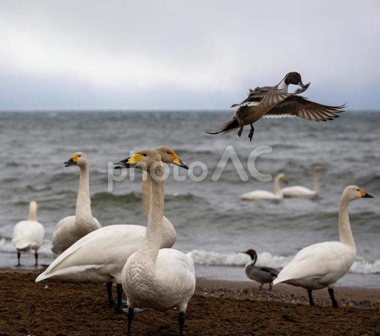 冬の猪苗代湖 鳥,白鳥,海の写真素材