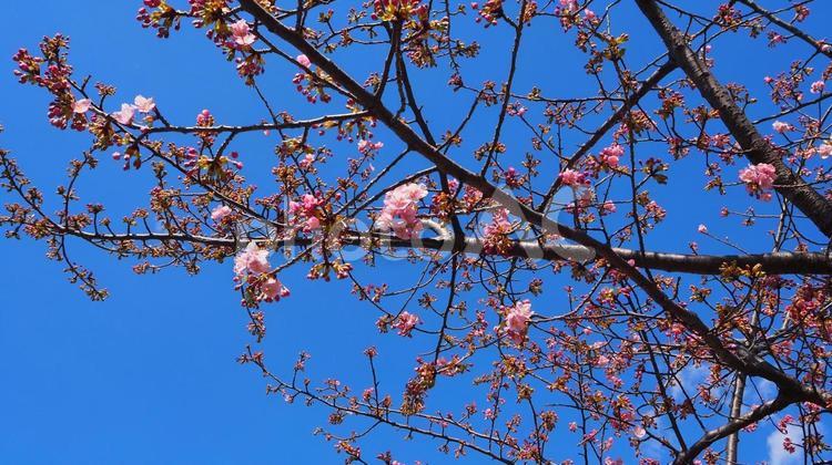 春の葛西臨海公園・河津桜・東京都江戸川区 河津桜,葛西臨海公園,さくらの写真素材