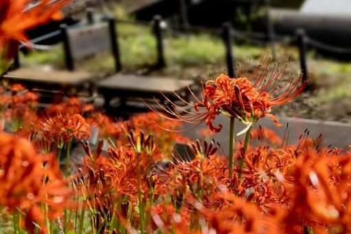 真っ赤な彼岸花畑の向こうにたたずむベンチ 真っ赤な彼岸花畑の向こうにたたずむベンチ 彼岸花,曼珠沙華,赤の写真素材