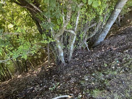 山歩きで注意すべき斜面の風景4 山歩きで注意すべき斜面の風景4 森,森林,斜面の写真素材