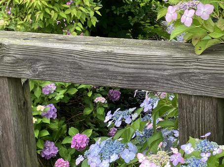 花と手すり 花と手すりの写真